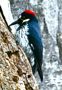 woodpecker