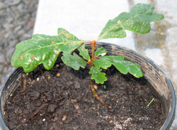Oak sapling